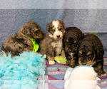 Small Photo #8 Bernedoodle (Miniature) Puppy For Sale in ROY, UT, USA