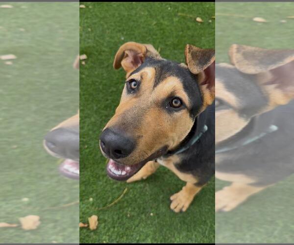 Medium Photo #1 German Shepherd Dog-Unknown Mix Puppy For Sale in Santa Maria, CA, USA