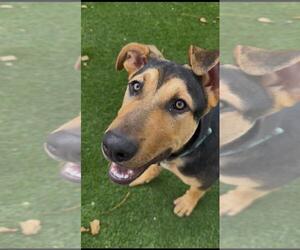German Shepherd Dog-Unknown Mix Dogs for adoption in Santa Maria, CA, USA