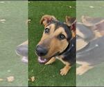 Small German Shepherd Dog Mix