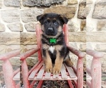 Puppy Captain German Shepherd Dog