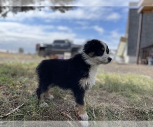 Miniature Australian Shepherd Puppy for sale in BLACK FOREST, CO, USA