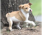 Small #6 Jack Russell Terrier Mix