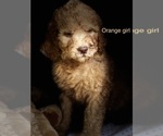 Small Photo #27 Goldendoodle Puppy For Sale in CROTON, MI, USA