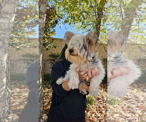 Mutt Dogs for adoption in Thomasville, NC, USA