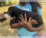 Small #21 Cane Corso-Rottweiler Mix