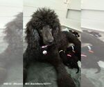 Small Photo #10 Poodle (Standard) Puppy For Sale in BROOKSVILLE, FL, USA