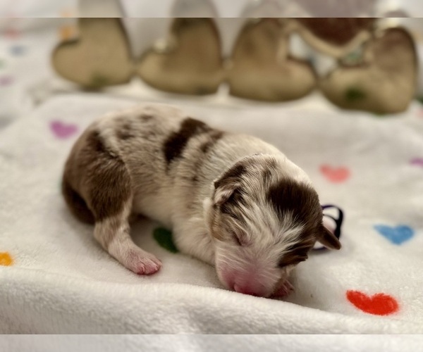 Medium Photo #4 Border Collie Puppy For Sale in MARYVILLE, TN, USA