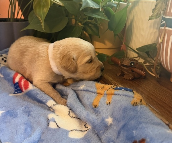 Medium Photo #1 Golden Retriever Puppy For Sale in VESUVIUS, VA, USA