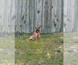 Mutt Dogs for adoption in Holly Springs, NC, USA
