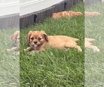 Small Cavalier King Charles Spaniel