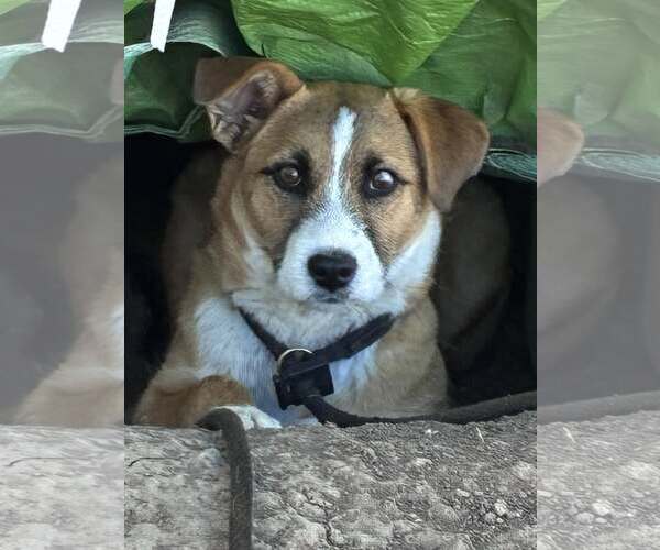 Medium Photo #2 Australian Shepherd Puppy For Sale in MIDWAY, UT, USA