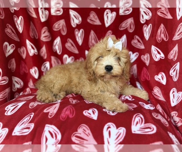 Medium Photo #2 Goldendoodle (Miniature) Puppy For Sale in LAKELAND, FL, USA