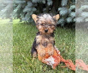 Yorkshire Terrier Puppy for sale in MIDDLEBURY, IN, USA