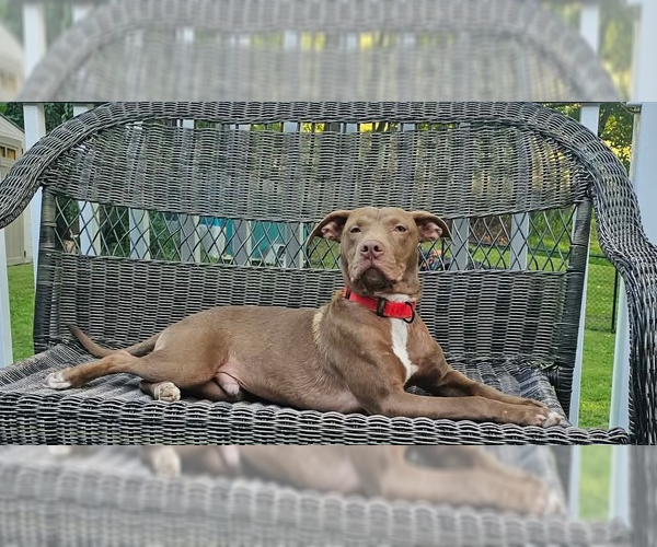 Medium Photo #7 Mutt Puppy For Sale in Wenonah, NJ, USA