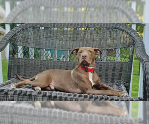 Dusty - Male Mutt Dog for Adoption - Photo #7