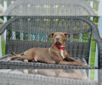 Small Photo #7 Mutt Puppy For Sale in Wenonah, NJ, USA