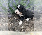 Small Photo #45 Bernedoodle Puppy For Sale in MARTINSVILLE, IN, USA