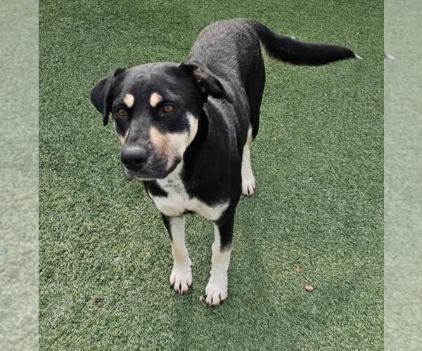 Medium Photo #5 Rottweiler-Unknown Mix Puppy For Sale in Rockwall, TX, USA