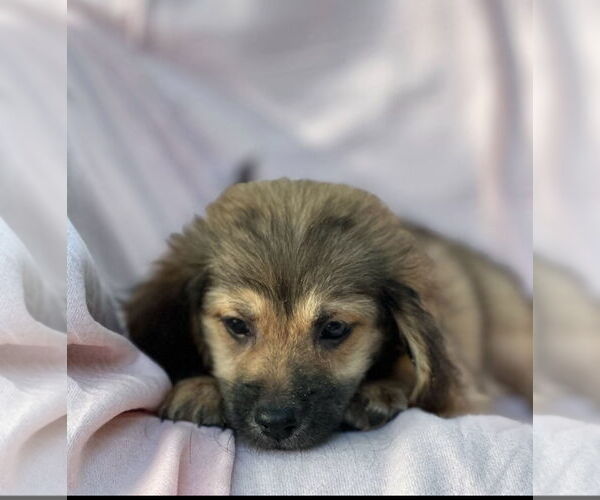 Medium Photo #2 Dachshund-Unknown Mix Puppy For Sale in Weston, FL, USA
