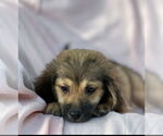Small #1 Dachshund Mix