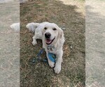 Small Photo #11 Golden Retriever Puppy For Sale in YUCAIPA, CA, USA