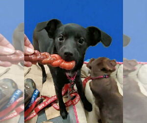 Chug Dogs for adoption in Fresno, CA, USA