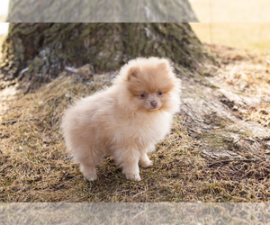 Pomeranian Puppy for sale in NAPPANEE, IN, USA