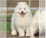Small Photo #18 Samoyed Puppy For Sale in BAXTER, TN, USA