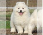 Small #17 Samoyed