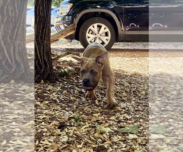 Medium Photo #6 Cane Corso Puppy For Sale in FORT COLLINS, CO, USA