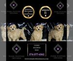 Small #5 Maltipoo