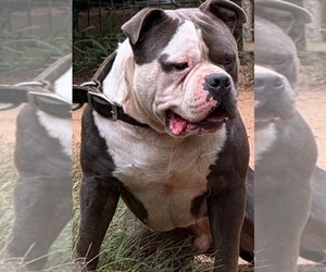 Father of the American Bully puppies born on 01/12/2025