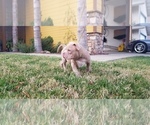 Small Photo #4 American Pit Bull Terrier Puppy For Sale in STKN, CA, USA