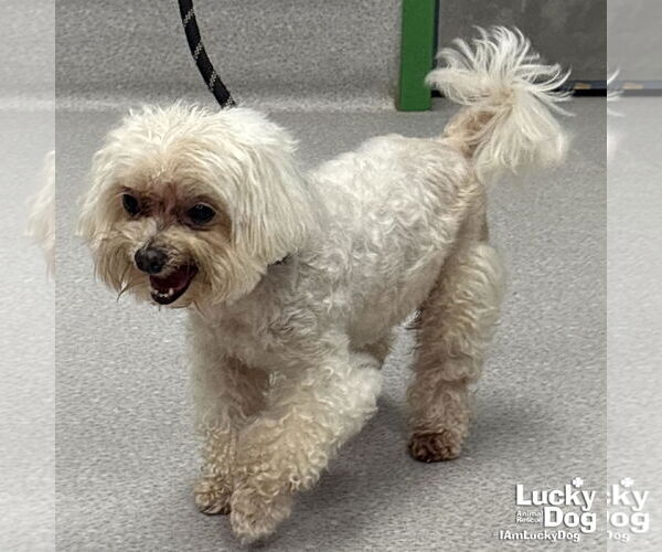 Medium Photo #7 Maltese-Unknown Mix Puppy For Sale in Washington, DC, USA