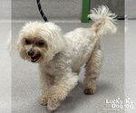 Small #6 Maltese Mix