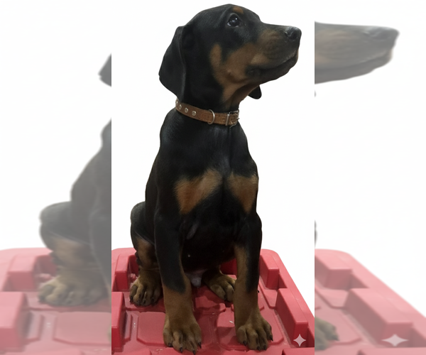 Medium Photo #27 Doberman Pinscher Puppy For Sale in BEGGS, OK, USA