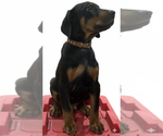 Small Photo #27 Doberman Pinscher Puppy For Sale in BEGGS, OK, USA