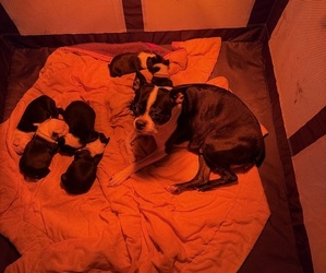 Boston Terrier Litter for sale in CHICKAMAUGA, GA, USA