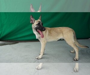 German Shepherd Dog-Unknown Mix Dogs for adoption in Pasadena, CA, USA
