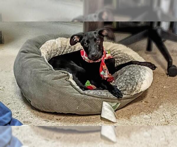 Medium Photo #1 Doberman Pinscher Puppy For Sale in Tulsa, OK, USA