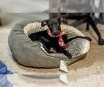 Small Doberman Pinscher