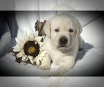 Small #13 English Cream Golden Retriever