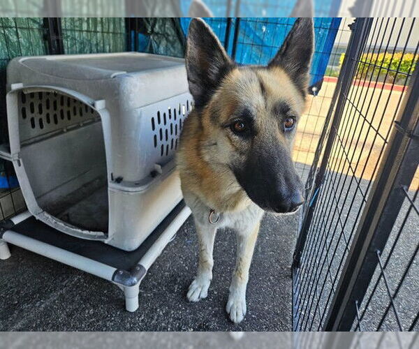 Medium Photo #1 German Shepherd Dog Puppy For Sale in Rancho Cucamonga, CA, USA