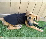 Small Photo #6 German Shepherd Dog-Unknown Mix Puppy For Sale in San Diego, CA, USA