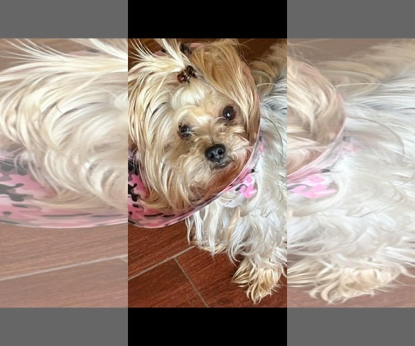 Medium Photo #1 Mutt Puppy For Sale in Dallas, TX, USA