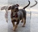 Image preview for Ad Listing. Nickname: Puppy 2
