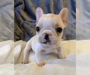 French Bulldog Puppy for sale in JOHNS ISLAND, SC, USA