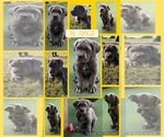 Puppy Gold Cane Corso-Great Dane Mix