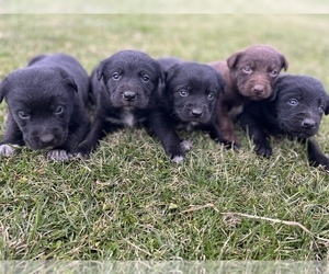 Australian Cattle Dog-Labrador Retriever Mix Puppy for sale in QUINCY, MI, USA